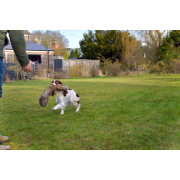 BG Rabbit  Dummy