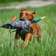 Flight Dead Bird Dummy Mallard