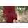 DRYUP CAPE EDITION BORDEAUX