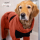 TROCKENBODY brick- Hundebademantel mit langen Beinen