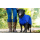 DRYUP CAPE EDITION BLUEBERRY S= 56 cm
