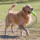 Kong Air Dog Fetch Stick Fetch Stick Large 28 cm