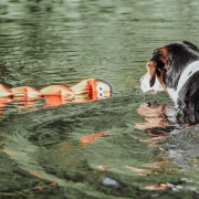 Hundespielzeug Aqua Mindelo blau