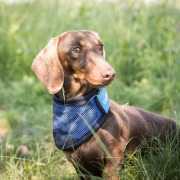 Cool on Track® Kühl-Bandana