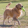 Kong Air Dog Fetch Stick